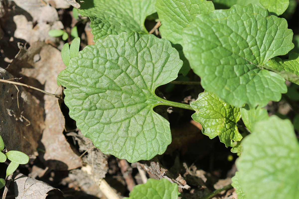 mustard garlic