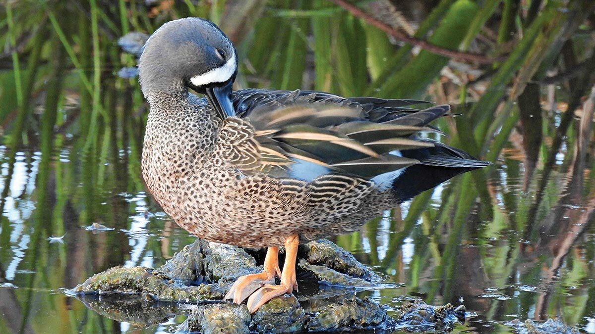 duck standing on a rock in the wetland