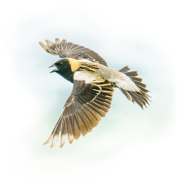 soaring bird