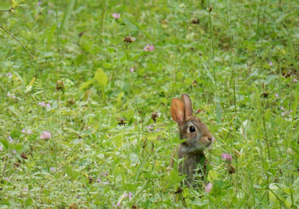 Calendar photo scroll - Bunny
