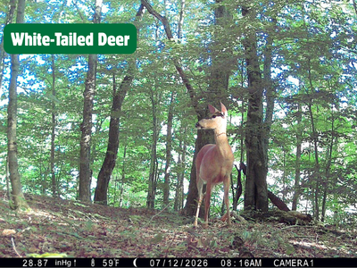 Deer in forest