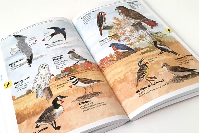 Four Season Guide birds