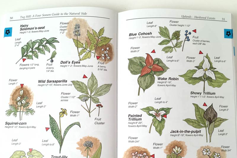 Four Season Guide flora
