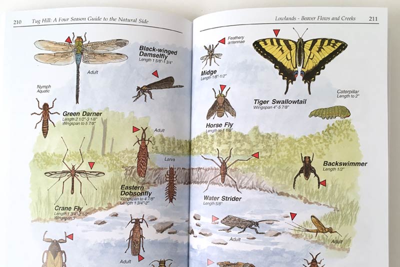 Four Season Guide insects
