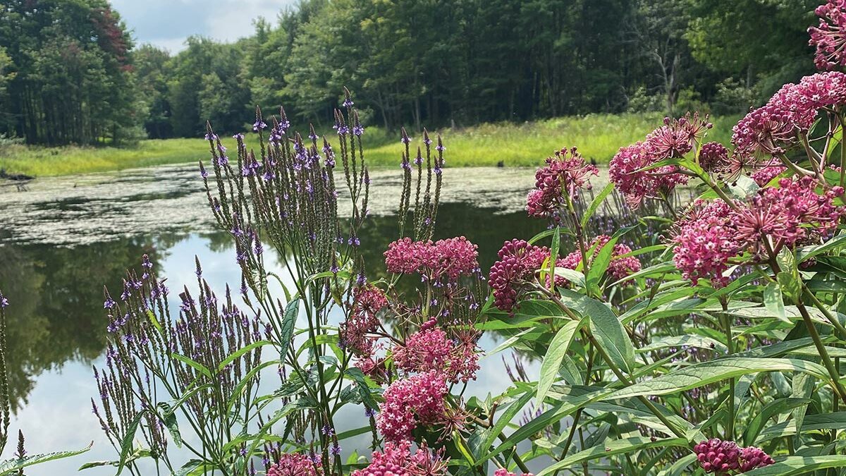 milkweed and native flowers beside pond