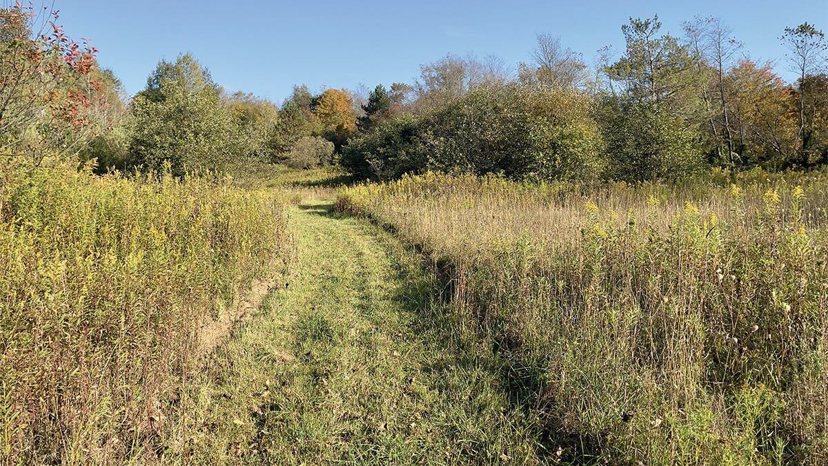 mowed trail through tall grasses in the fall