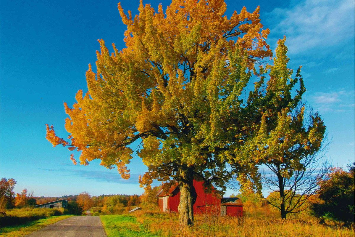 Golden Tree on Nichols Rd Town of Worth Frederick Brand