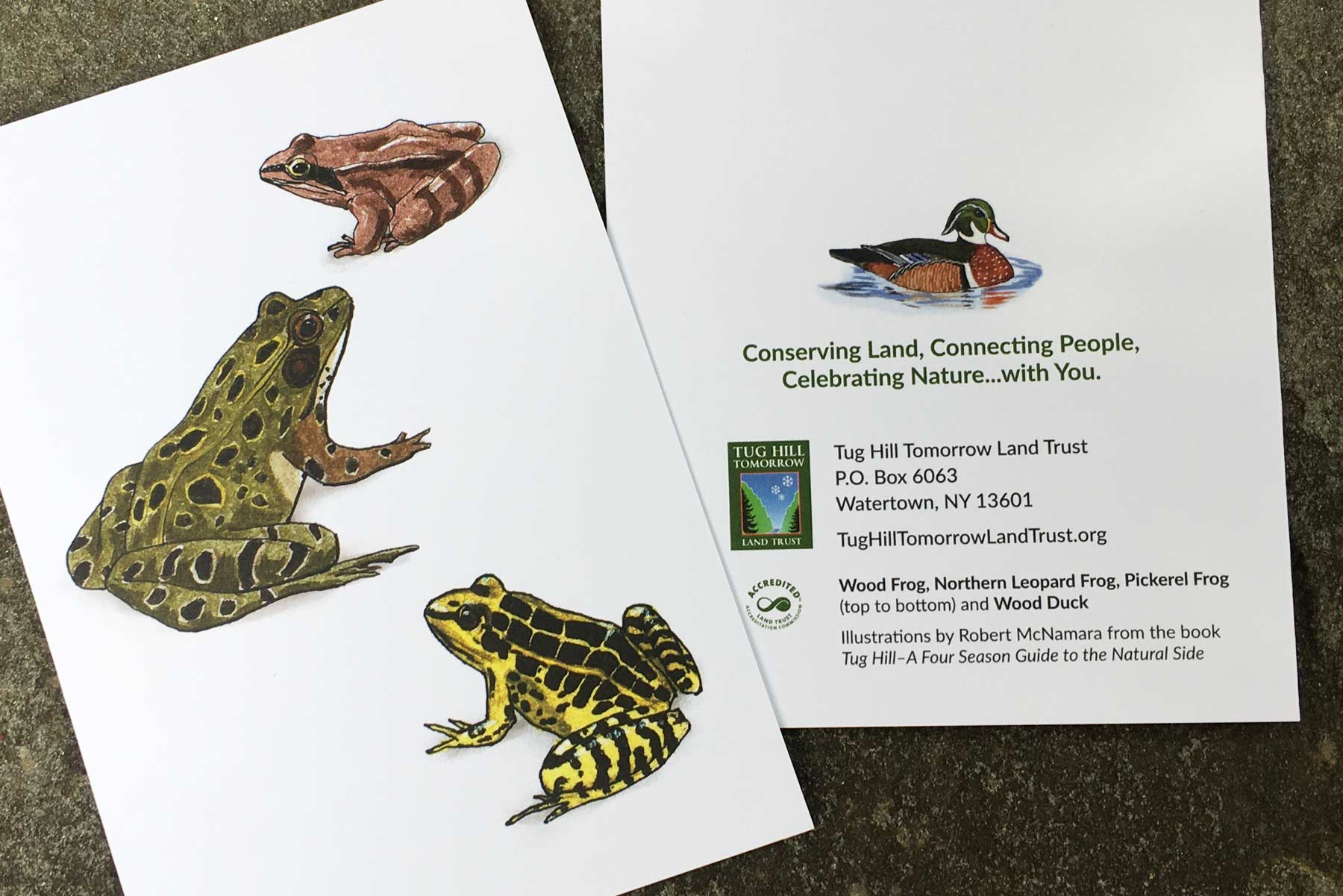 Illustrations of frogs and wood duck by Bob McNamara