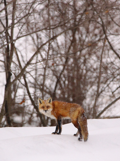 Red Fox Lowville