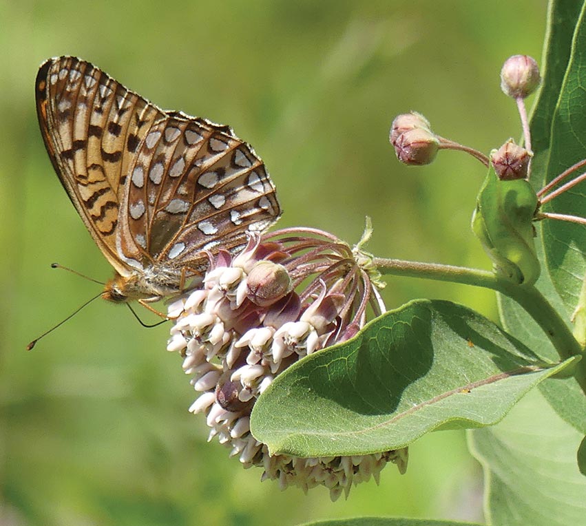 butterfly on milkweed