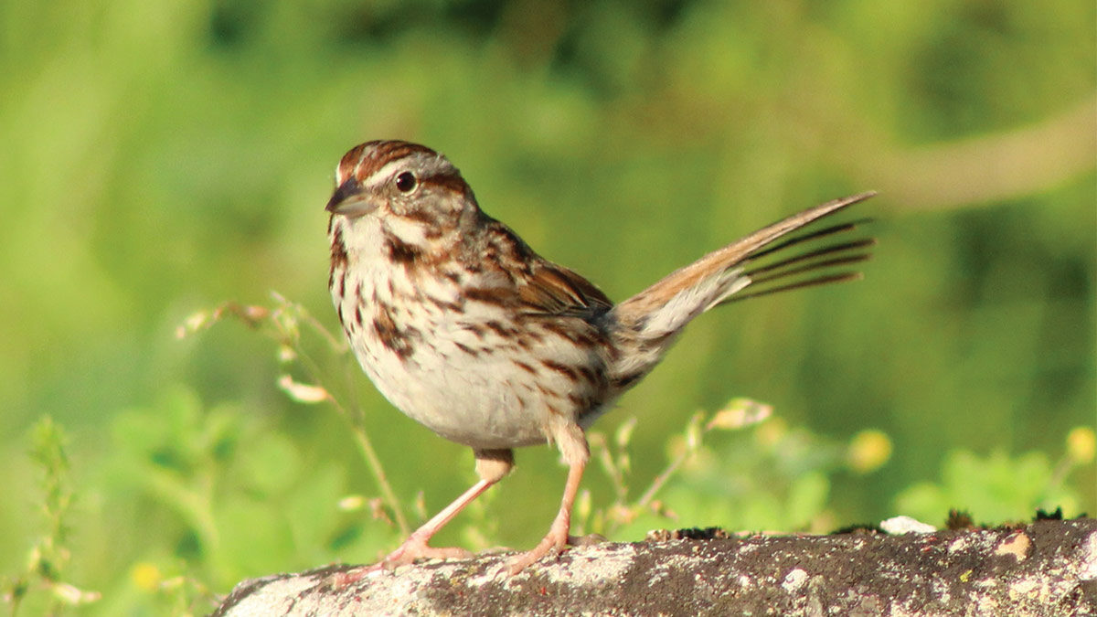 Song Sparrow up close