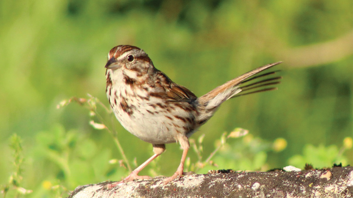 Song Sparrow up close