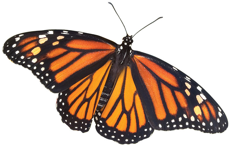 Monarch butterfly on a white background