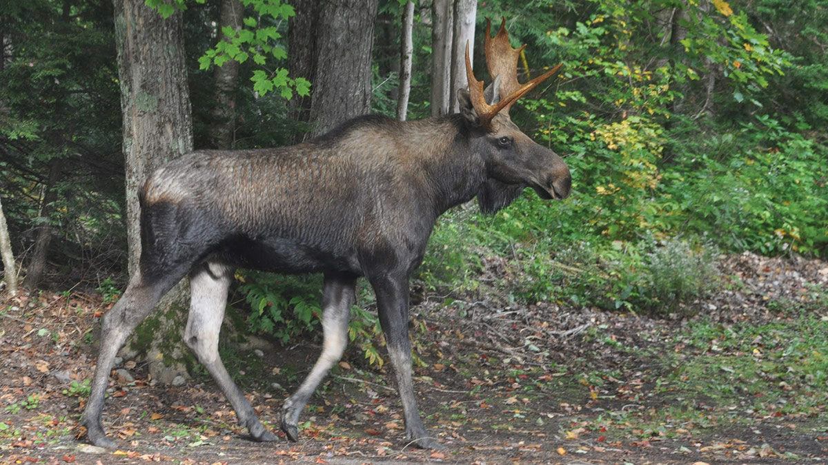 moose walking through the property