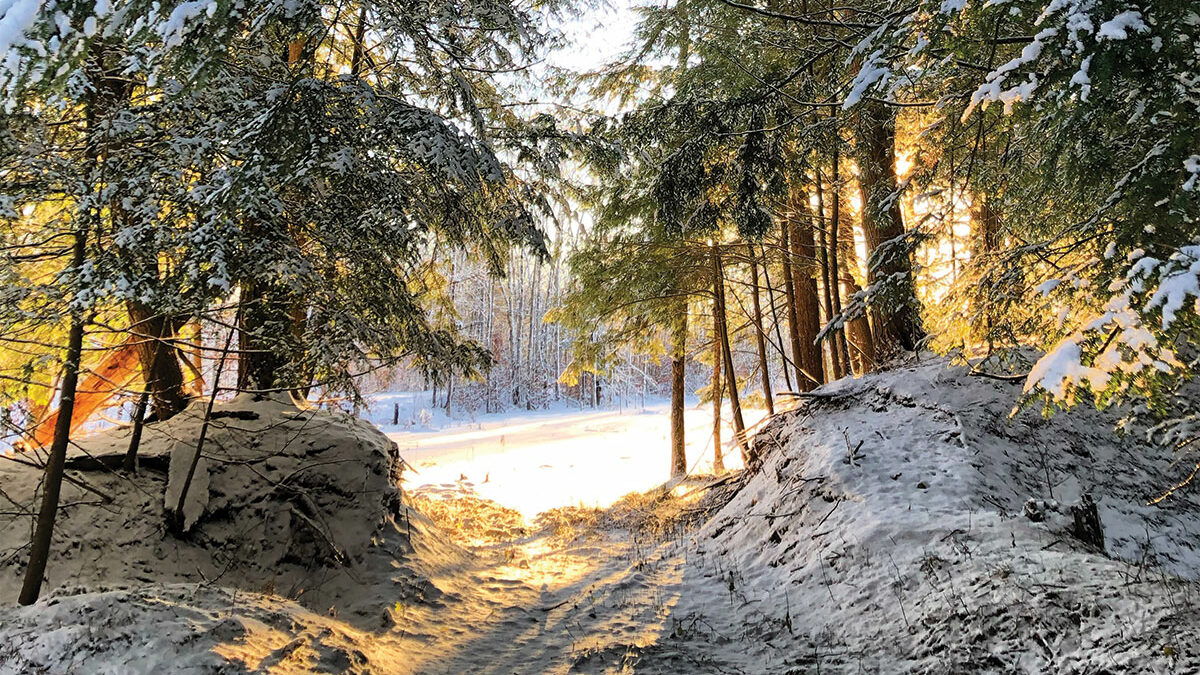 light coming in between trees in the snow
