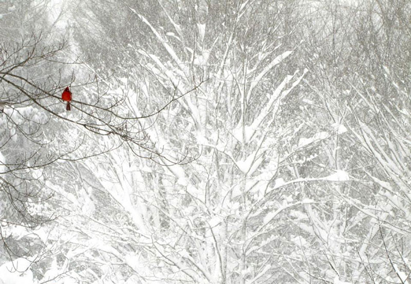 Bird in a tree Rodman, NY by Peter Chereshnoski