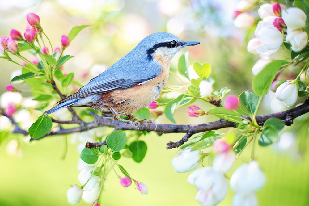 Spring Bird Quest