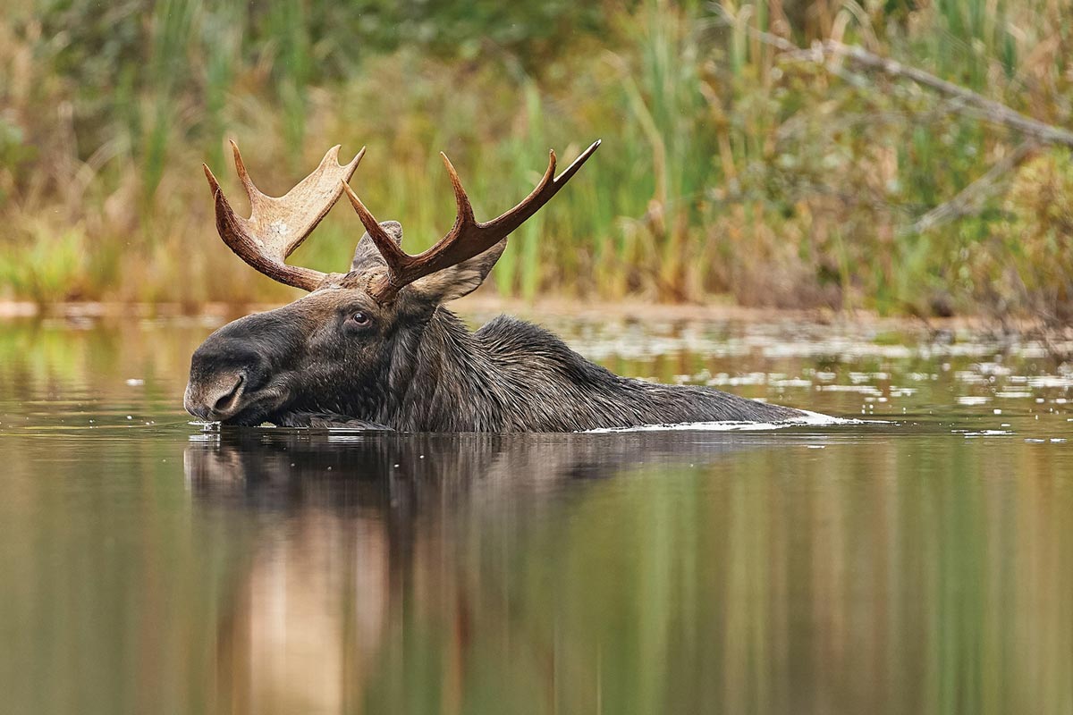 fall scenery large male moose swimming