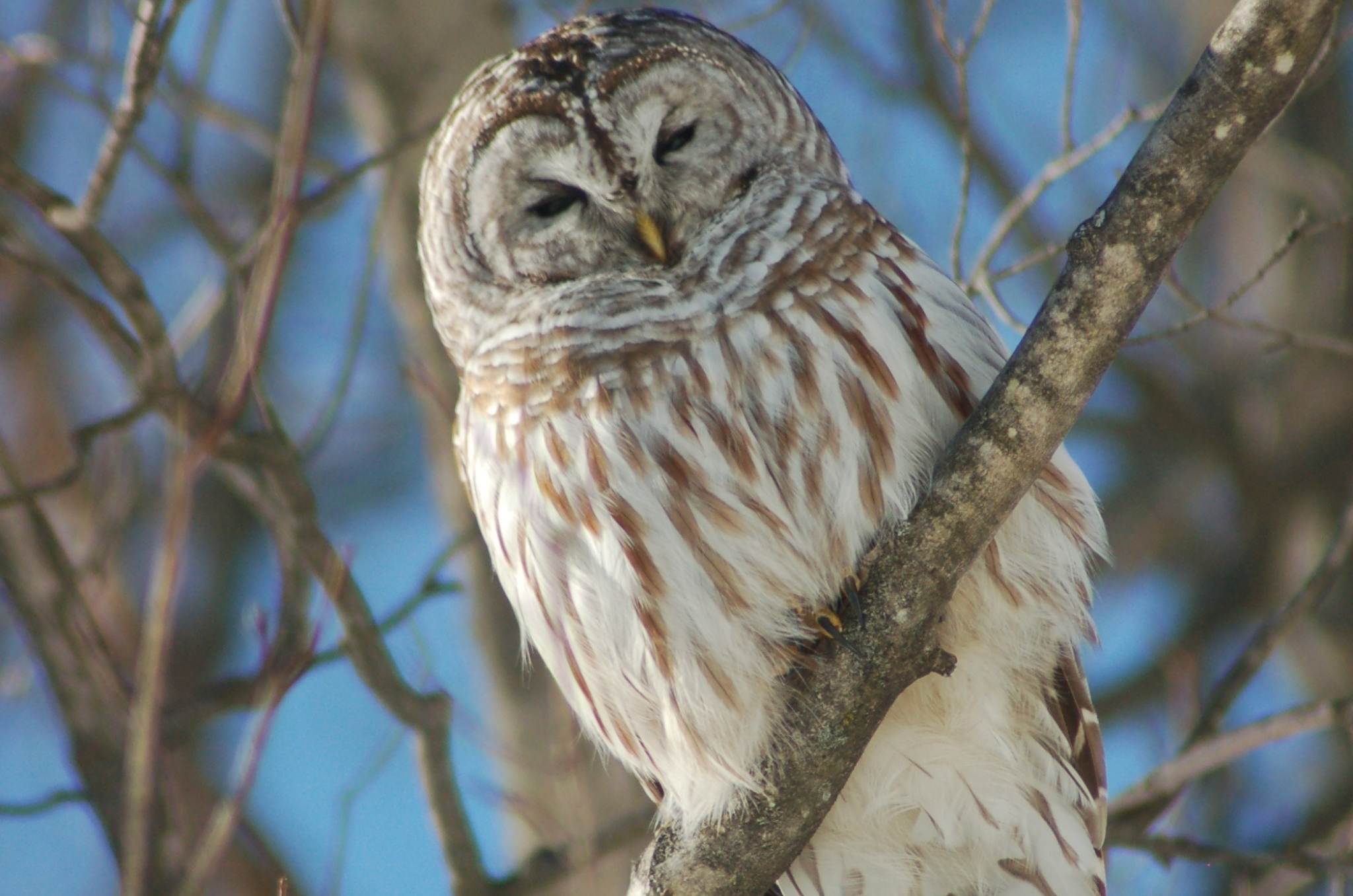 Large white and brown owl perched on branch with blue ski behind it looking down on you