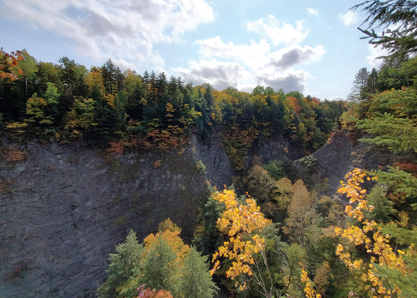 fall leaves surround ravine