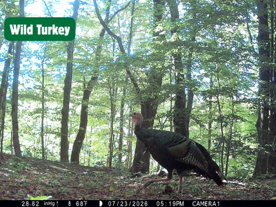 Turkey in a forest