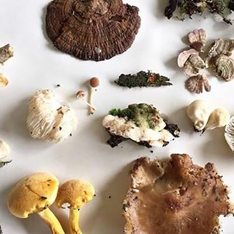 mushroom hike by Haleigh Rose