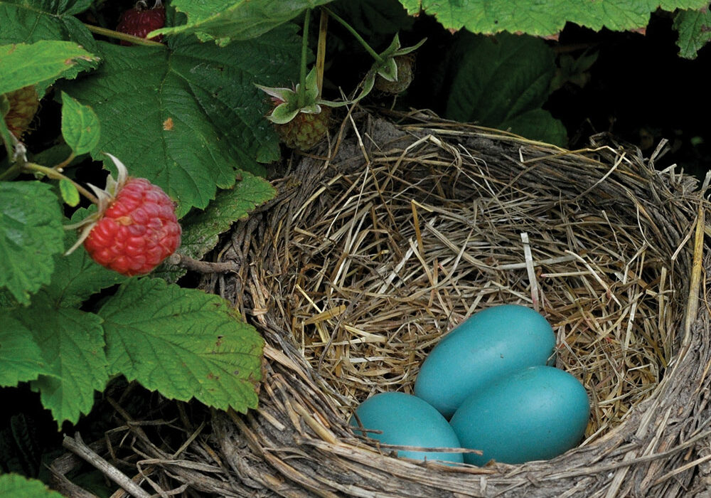 Robyn's nest symbolizing growth