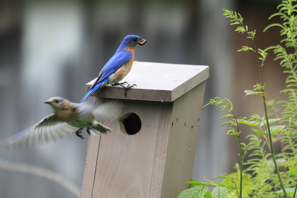 Bluebird in Annsville near Fish Creek