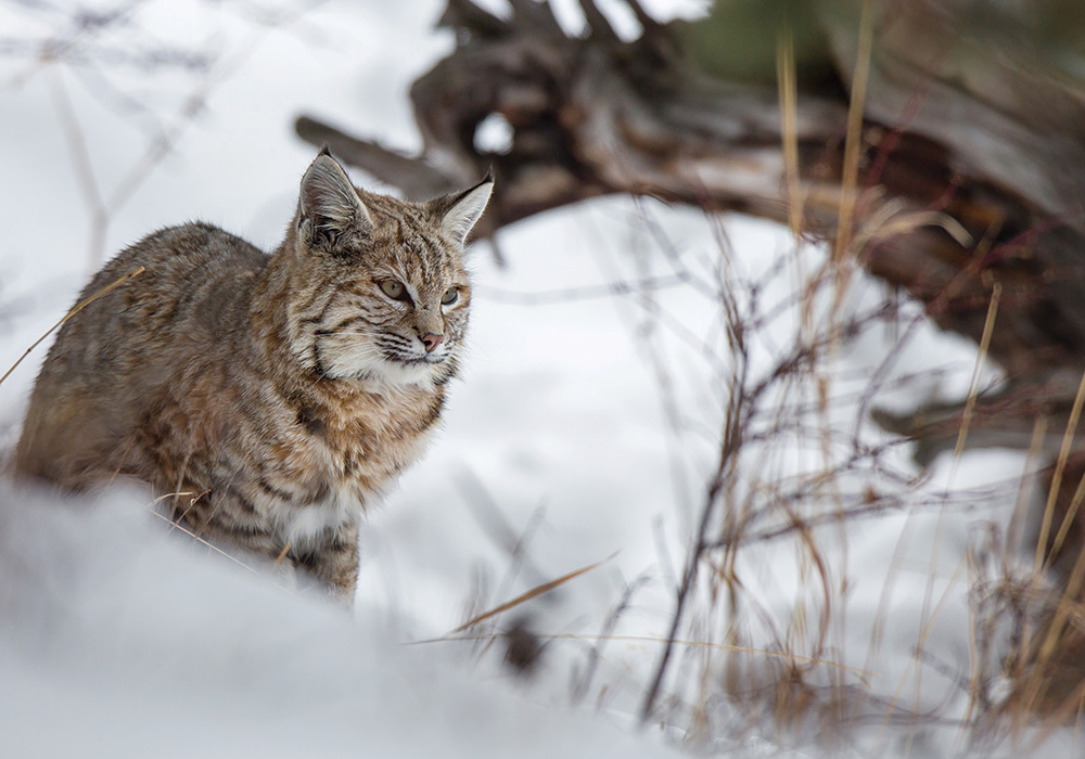 bobcat in a snowpile scouting for its next meal