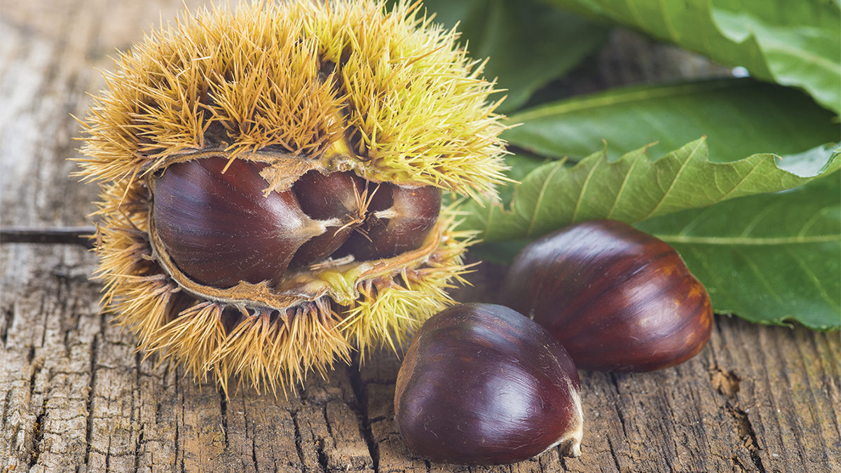 restoring the American chestnut