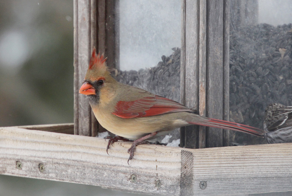 a female cardinal at a sunflower seed feeder