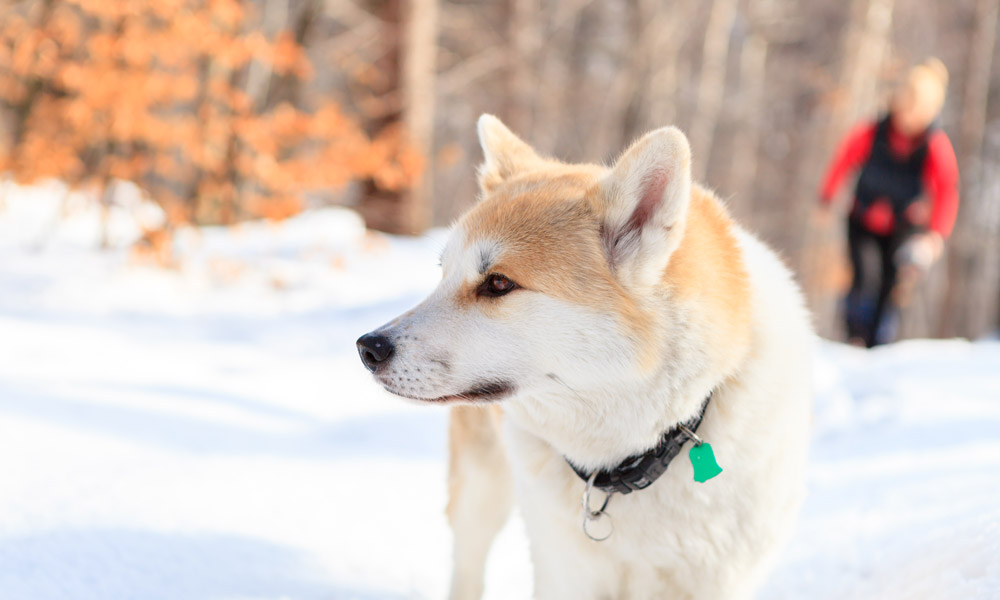 hiking with dog