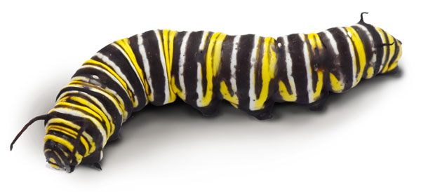 catepillar on a white background