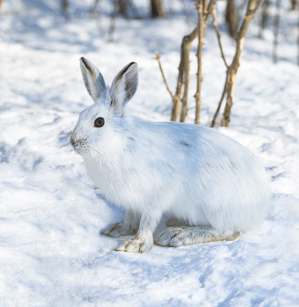 hare camouflaged by the snow