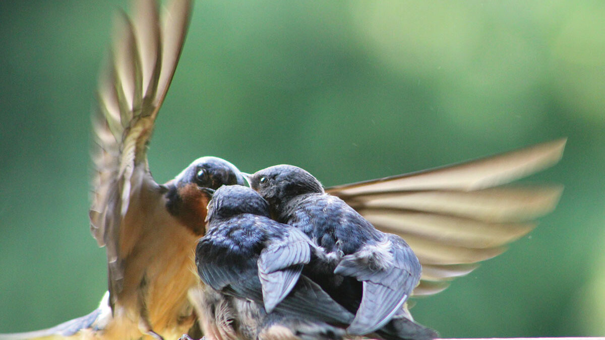 adult feeding two baby swallows