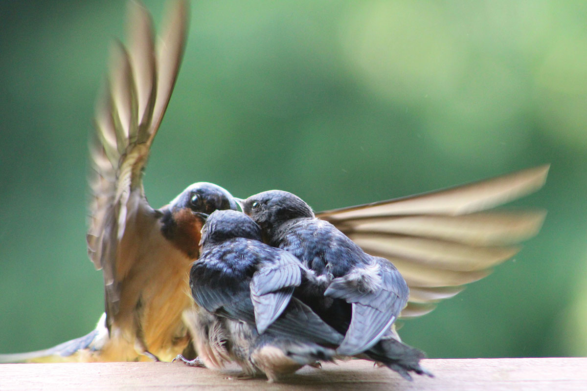 adult feeding two baby swallows