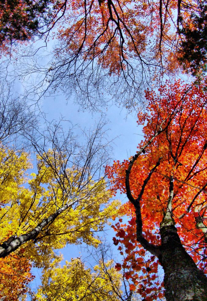 Maple, oak, hemlock trees
