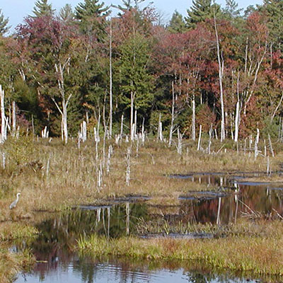 wetlands