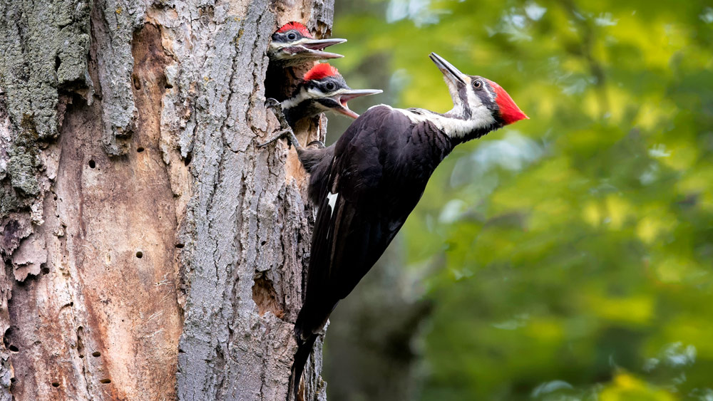 woodpecker feeding three babies